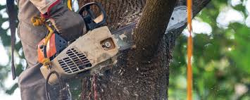 Best Tree Maintenance Programs  in Glyndon, MN