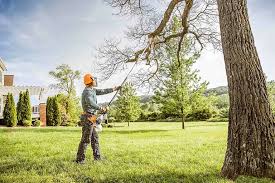  Glyndon, MN Tree Removal Pros