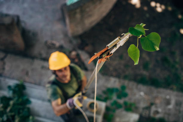 Best Fruit Tree Pruning  in Glyndon, MN
