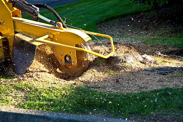 Best Sod Installation  in Glyndon, MN